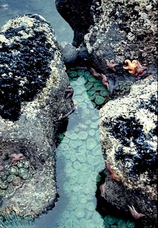 rocky intertidal